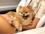 Teacup Dişi Pomeranian Boo
