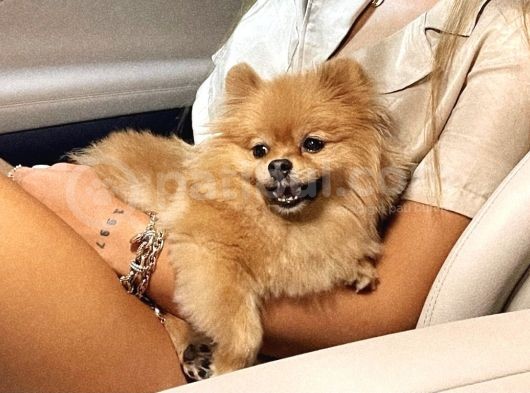 Teacup Dişi Pomeranian Boo