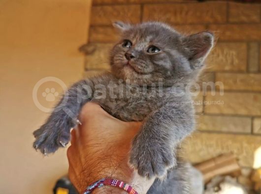 Sütten Kesilmiş Tuvalet Eğitimli 4 Adet Tatlı Kedi