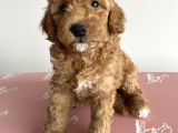 Toy Poodle Ev Doğumlu