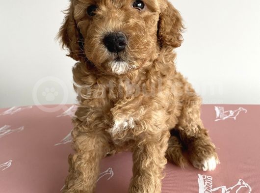 Toy Poodle Ev Doğumlu görsel