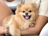 Teacup Dişi Pomeranian Boo