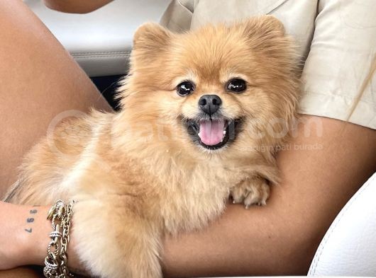 Teacup Dişi Pomeranian Boo görsel