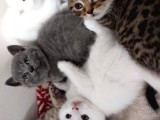 British Shorthair Scottish Fold Yavru Kedi