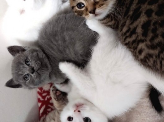 British Shorthair Scottish Fold Yavru Kedi