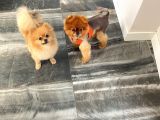 Teacup Dişi Pomeranian Boo
