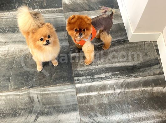 Teacup Dişi Pomeranian Boo görsel