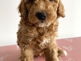 Toy Poodle Ev Doğumlu