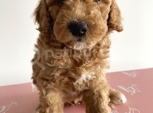 Toy Poodle Ev Doğumlu