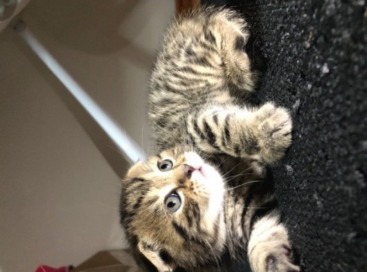 British Shorthair Scottish Fold Yavru Kedi görsel