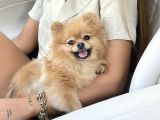 Teacup Dişi Pomeranian Boo