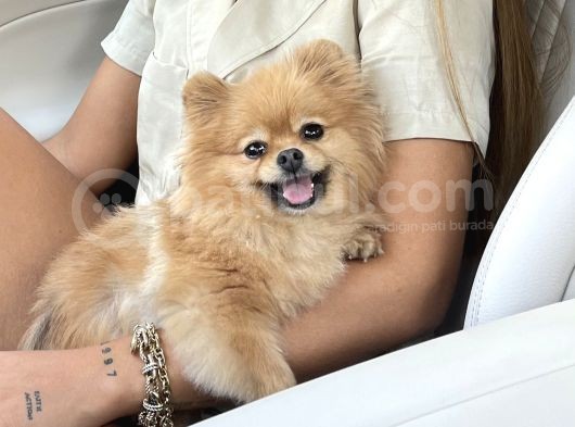 Teacup Dişi Pomeranian Boo görsel
