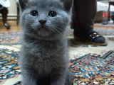 Sütten Kesilmiş Tuvalet Eğitimli 4 Adet Tatlı Kedi