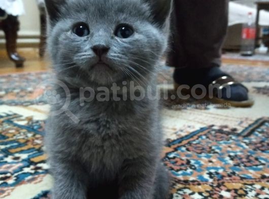 Sütten Kesilmiş Tuvalet Eğitimli 4 Adet Tatlı Kedi görsel
