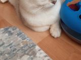 Kan Hattı  Mükemmel Brs 