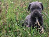 Cane Corso Bebeklerimiz