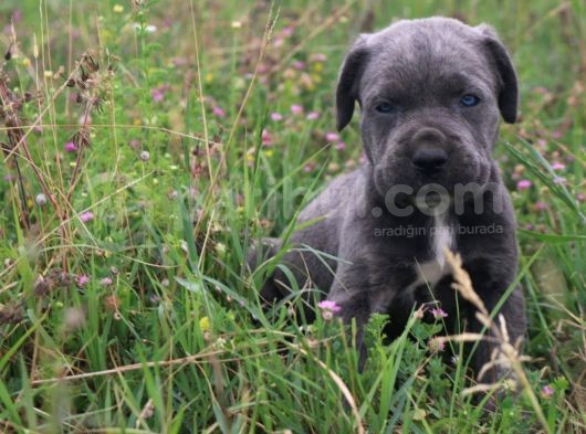 Cane Corso Bebeklerimiz görsel