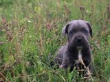 Cane Corso Bebeklerimiz