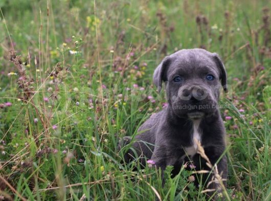 Cane Corso Bebeklerimiz görsel