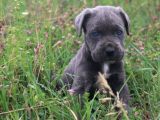 Cane Corso Bebeklerimiz