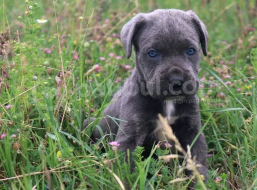 Cane Corso Bebeklerimiz görsel