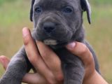 Cane Corso Bebeklerimiz