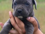 Cane Corso Bebeklerimiz