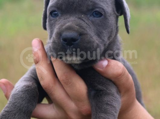 Cane Corso Bebeklerimiz görsel
