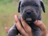 Cane Corso Bebeklerimiz