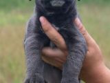 Cane Corso Bebeklerimiz