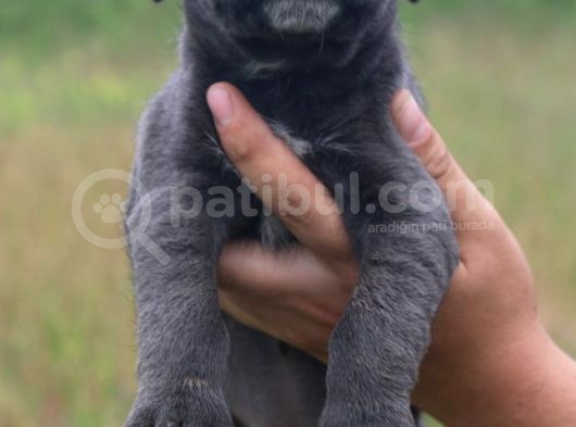Cane Corso Bebeklerimiz görsel