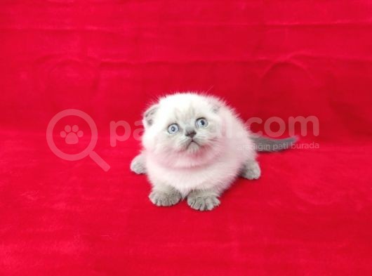 Scotti̇sh Fold Yavrularım Sahi̇plendi̇ri̇lecekti̇r görsel