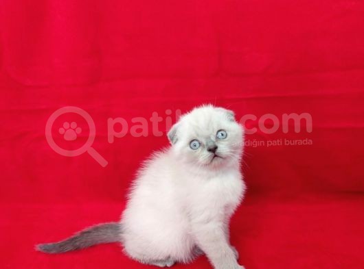 Scotti̇sh Fold Yavrularım Sahi̇plendi̇ri̇lecekti̇r görsel