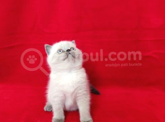 Scotti̇sh Fold Yavrularım Sahi̇plendi̇ri̇lecekti̇r görsel