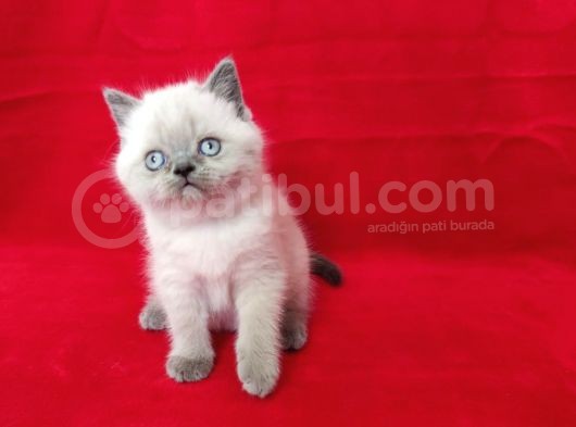 Scotti̇sh Fold Yavrularım Sahi̇plendi̇ri̇lecekti̇r görsel