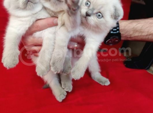Scotti̇sh Fold Yavrularım Sahi̇plendi̇ri̇lecekti̇r görsel