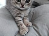Silver - Golden Tabby 2 Aylıklar