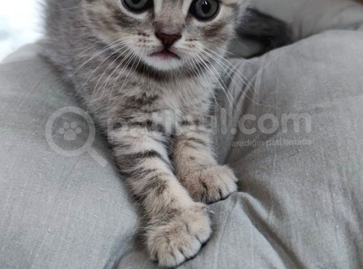 Silver - Golden Tabby 2 Aylıklar görsel