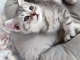Silver - Golden Tabby 2 Aylıklar