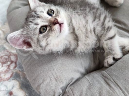 Silver - Golden Tabby 2 Aylıklar görsel