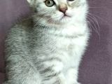 Silver - Golden Tabby 2 Aylıklar