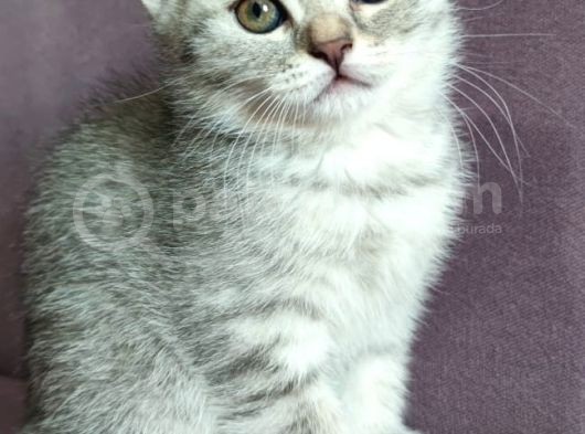 Silver - Golden Tabby 2 Aylıklar görsel