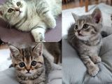 Silver - Golden Tabby 2 Aylıklar