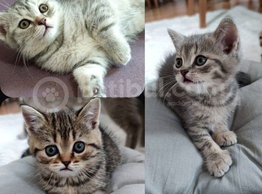 Silver - Golden Tabby 2 Aylıklar