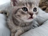 Silver - Golden Tabby 2 Aylıklar