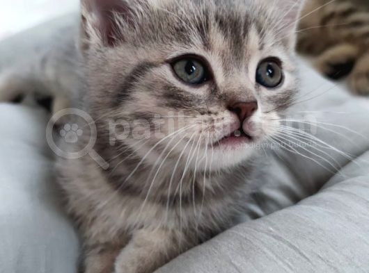 Silver - Golden Tabby 2 Aylıklar görsel