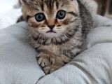 Silver - Golden Tabby 2 Aylıklar