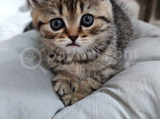 Silver - Golden Tabby 2 Aylıklar görsel