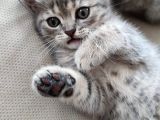 Silver - Golden Tabby 2 Aylıklar