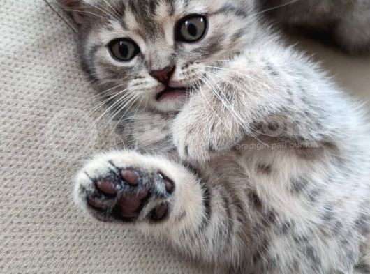 Silver - Golden Tabby 2 Aylıklar görsel
